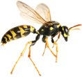 picture of hornet flying pest